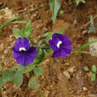 Browallia americana L.